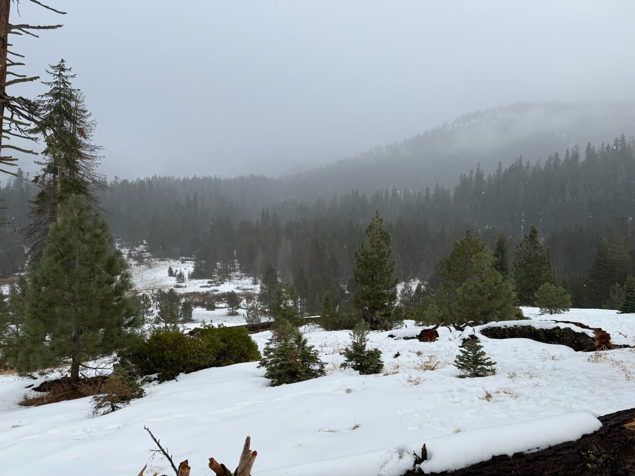 A giant sequoia tree in a forest covered in fresh snow